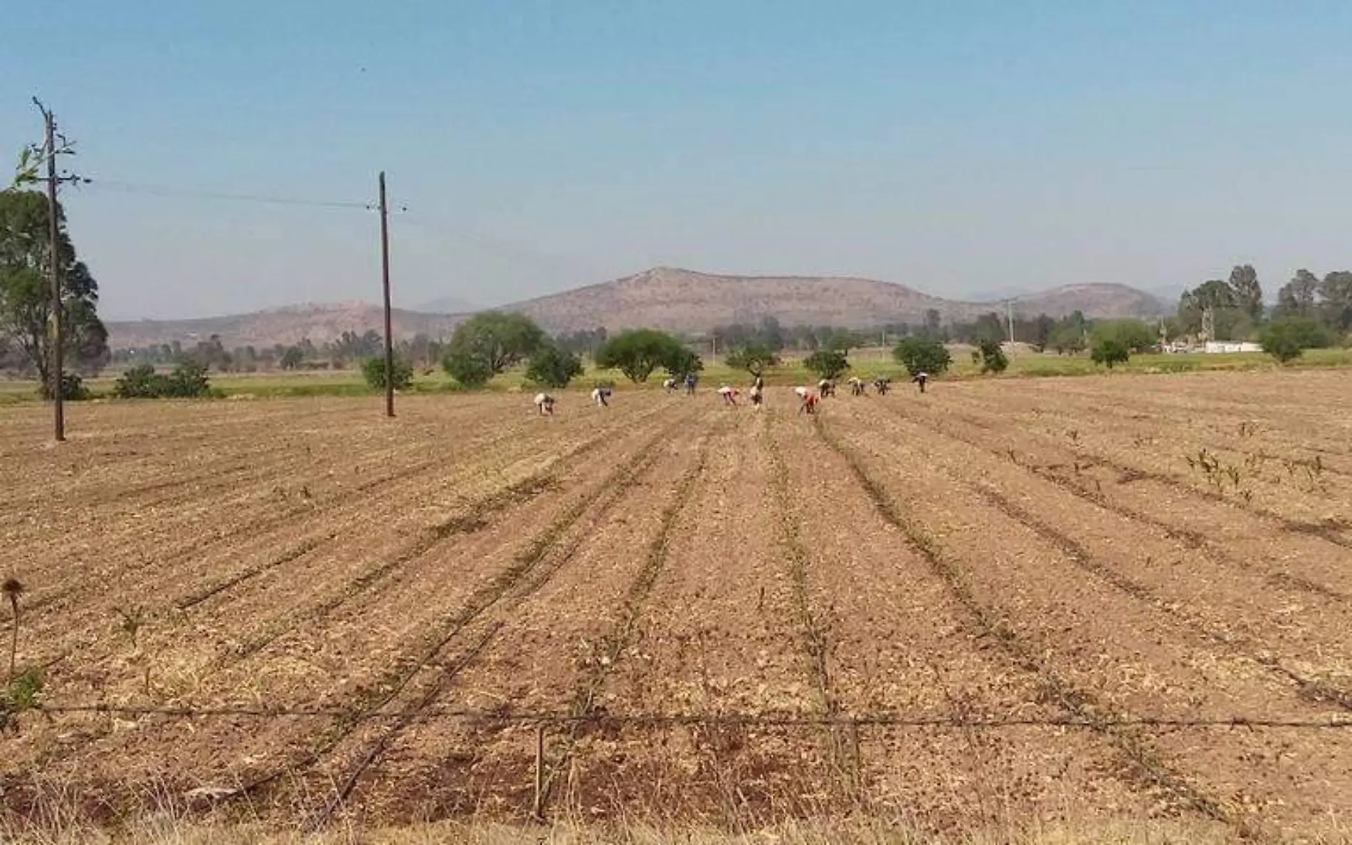 Este año los productores agrícolas analizan sembrar solo la mitad de superficie para evitar